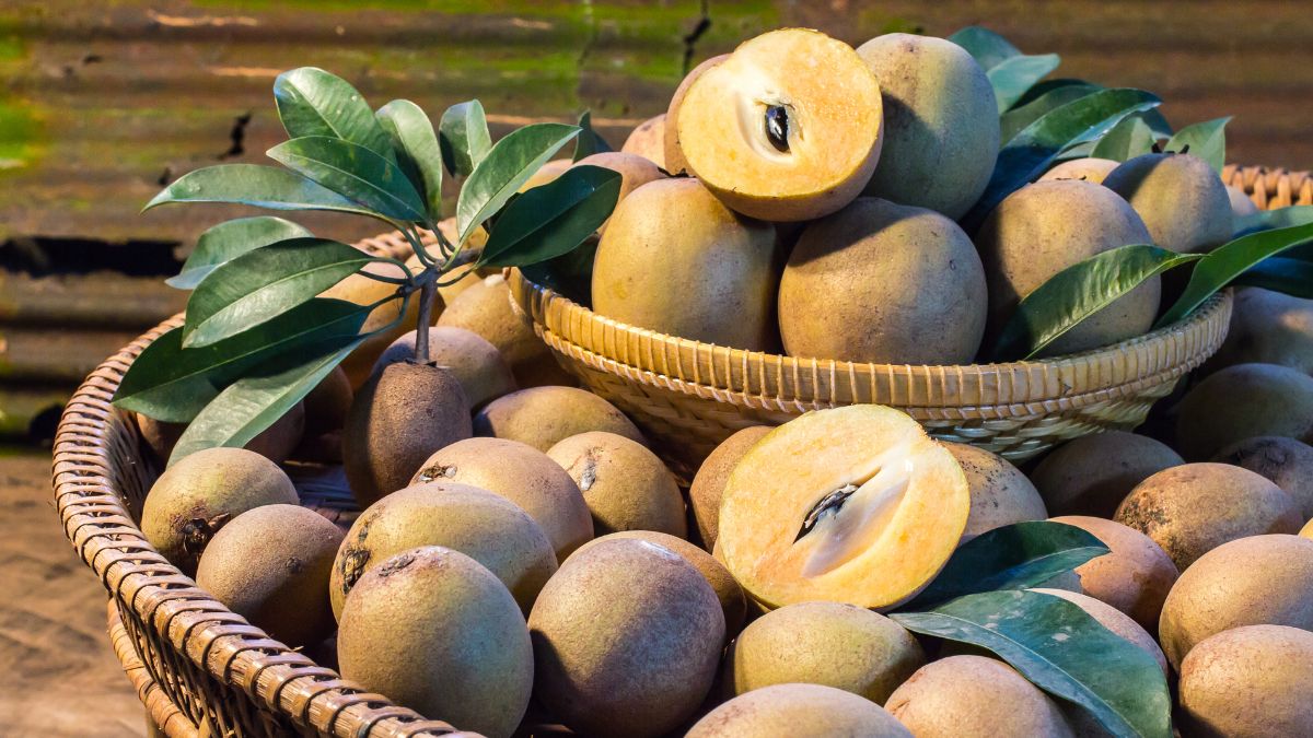 What is Chiku Called in English?