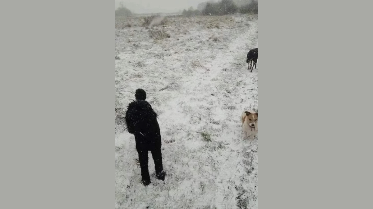 Only 5% With 20/20 Vision Can Find the Third Dog in 7 Seconds!