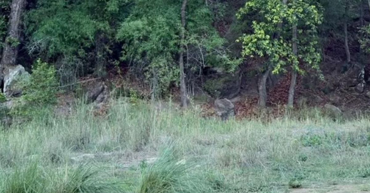 This Optical Illusion Has a Hidden Tiger That Only Visionaries With a High IQ of 121 Can Detect