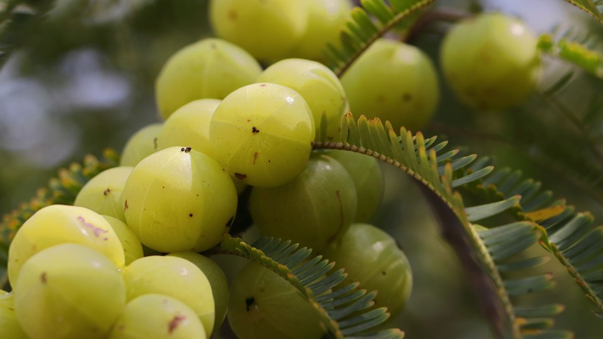 What is Amla Called in English?
