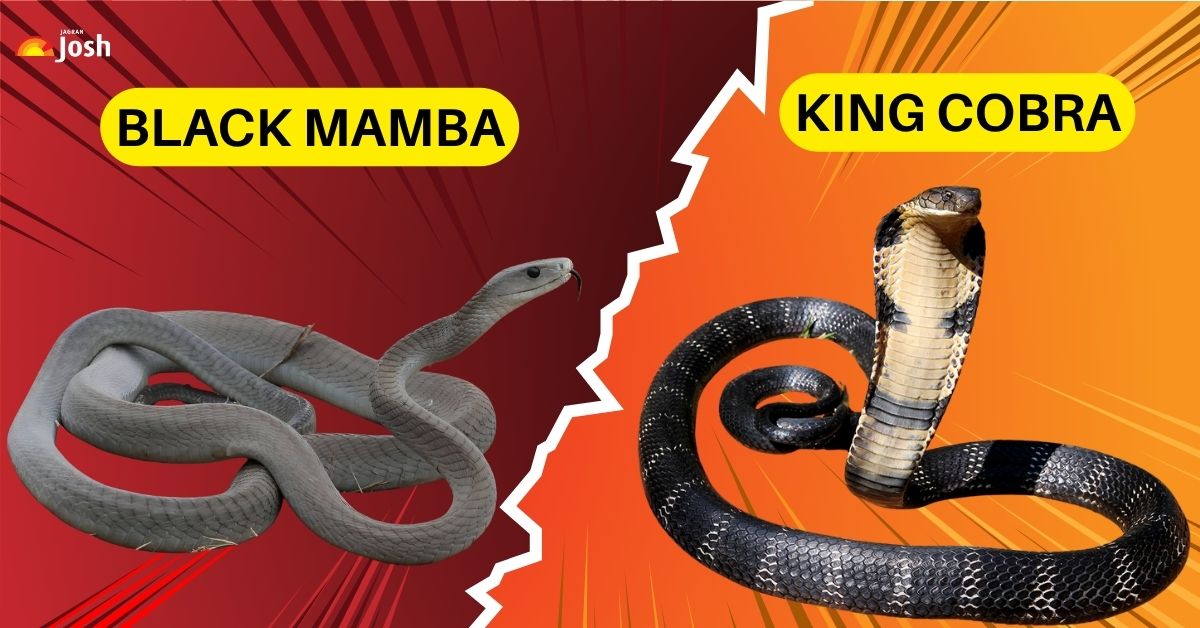 King Cobra vs Black Mamba: Who Will Win the Deadly Battle?