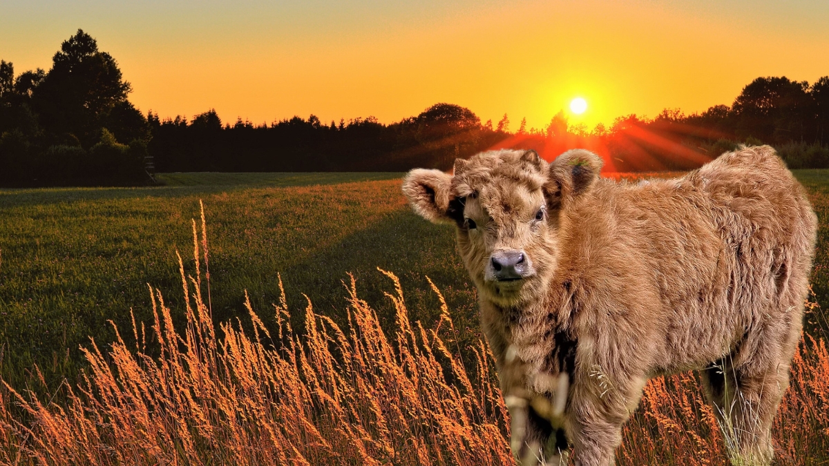 Optical Illusion: Try to find the hidden Strawberry in the Cute Little Cow In Just 11 Seconds