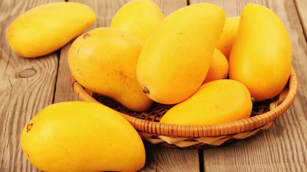 What is the Scientific Name of Mango?