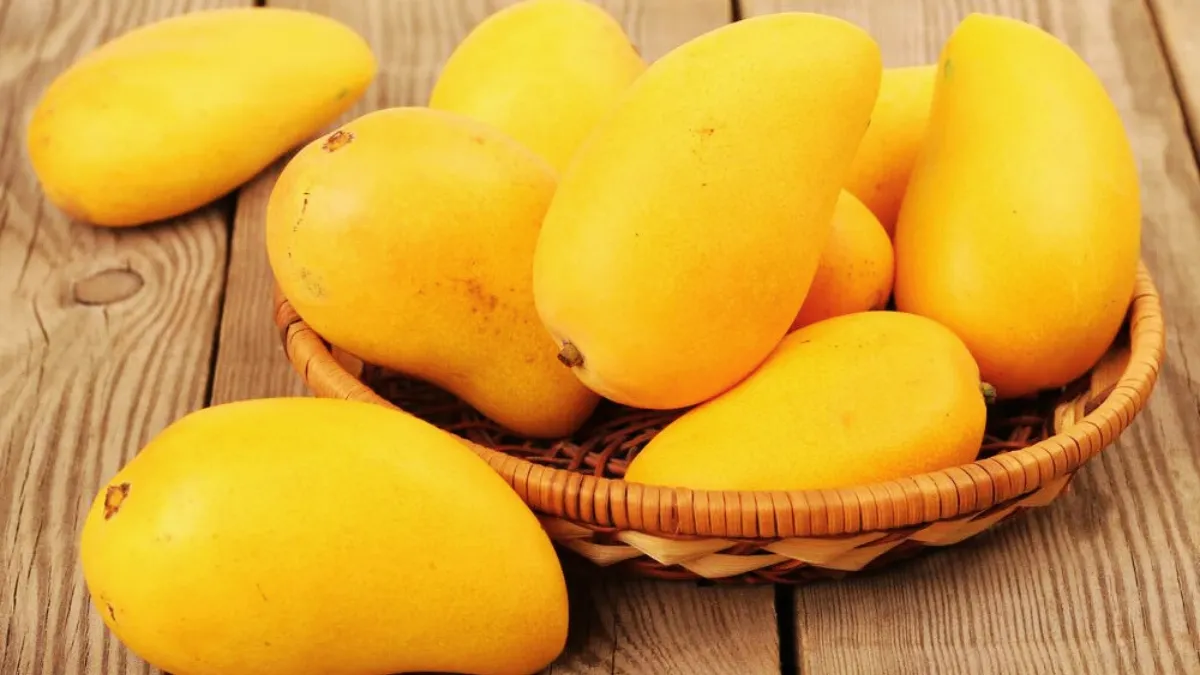 Scientific name of mango