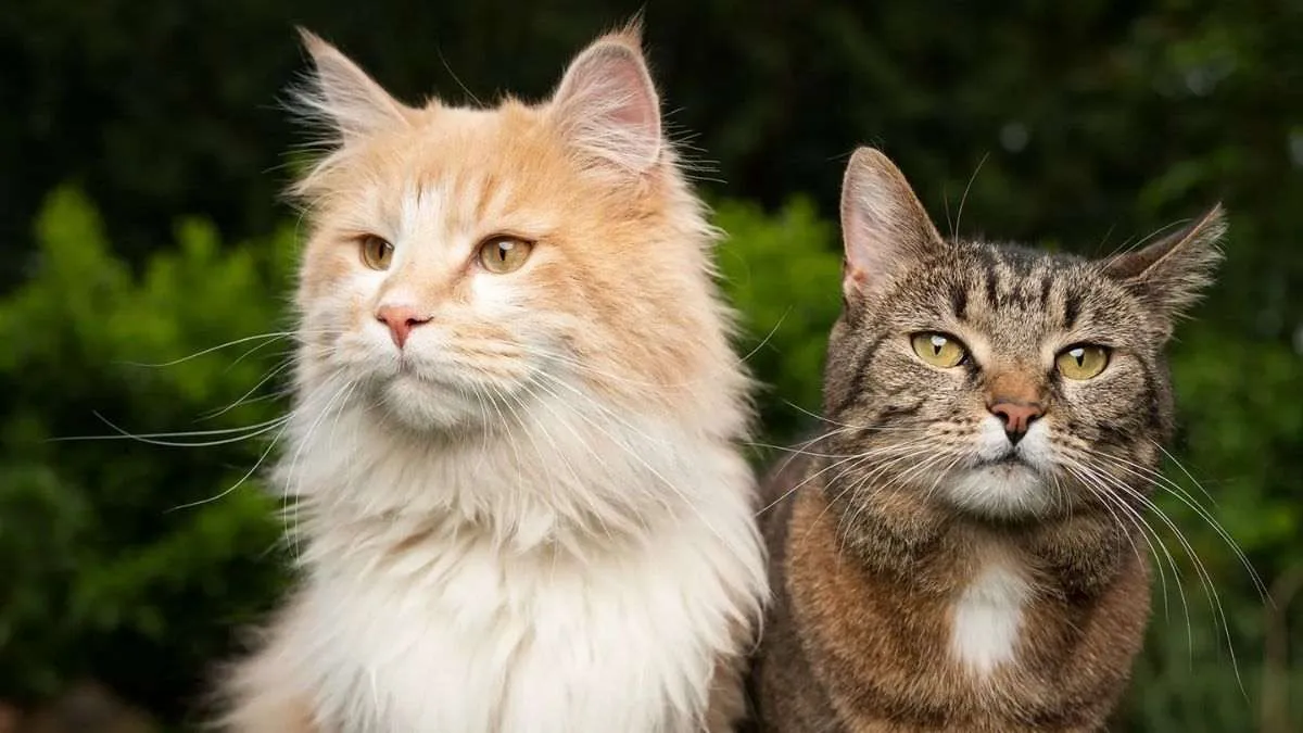What is a cat lover called?