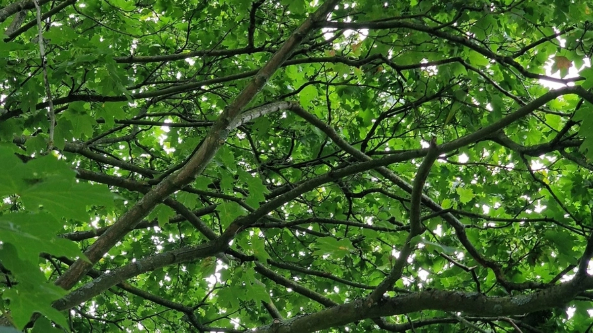 Find the parrot