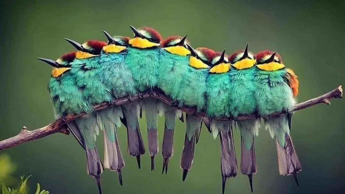Could you identify the correct Assumption of this Optical Illusion? Is it a Caterpillar or a Bird