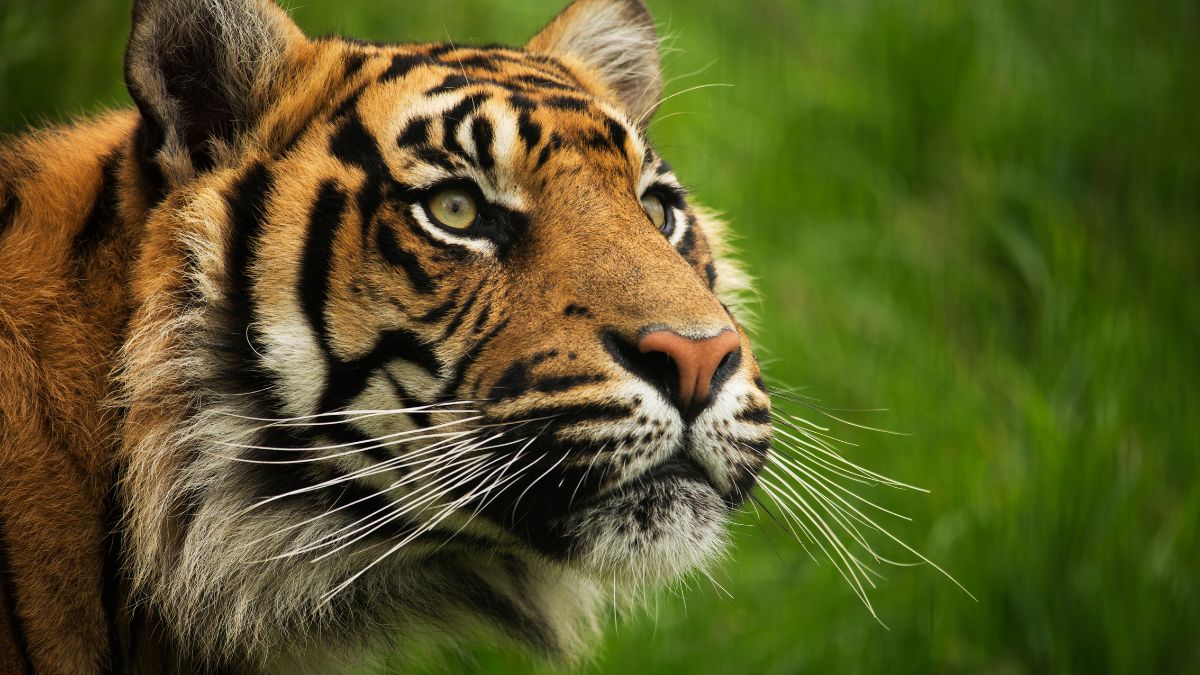 Which State is Known as the Tiger State of India?