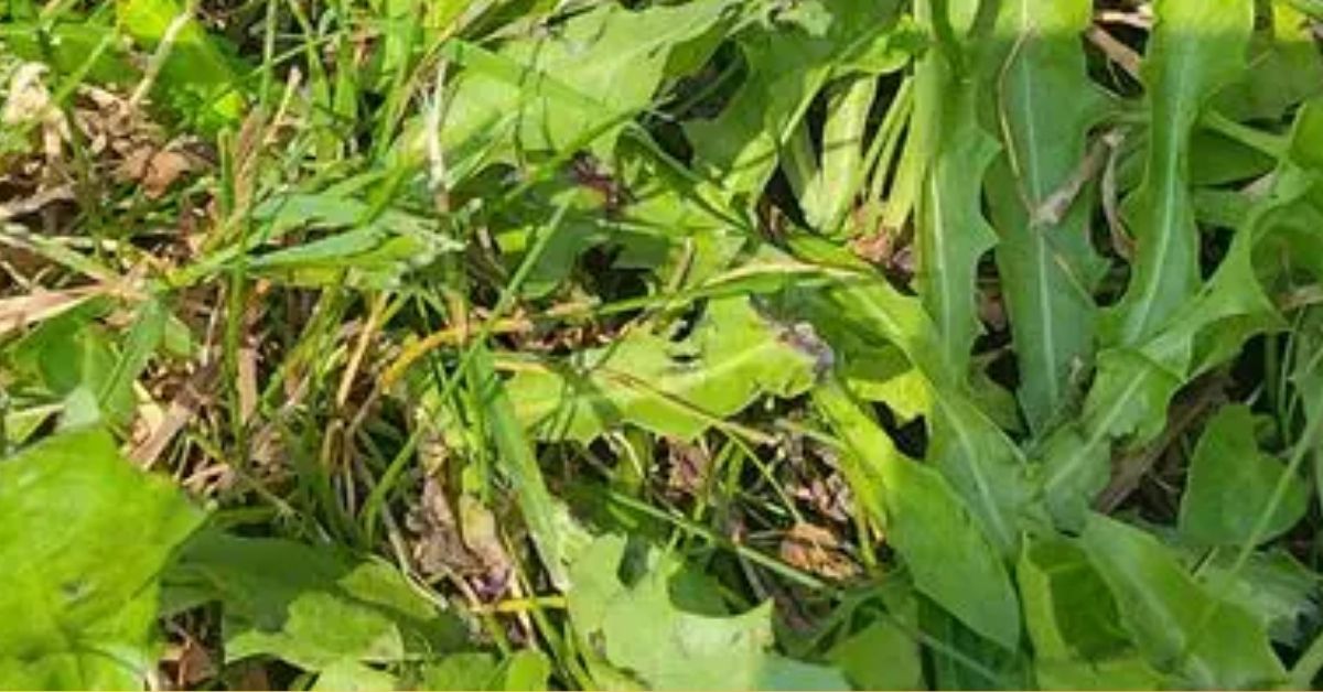 A True Hawkeye With a High IQ of 157 Can Find the Hidden Grasshopper in Seconds—Can You Do the Same?