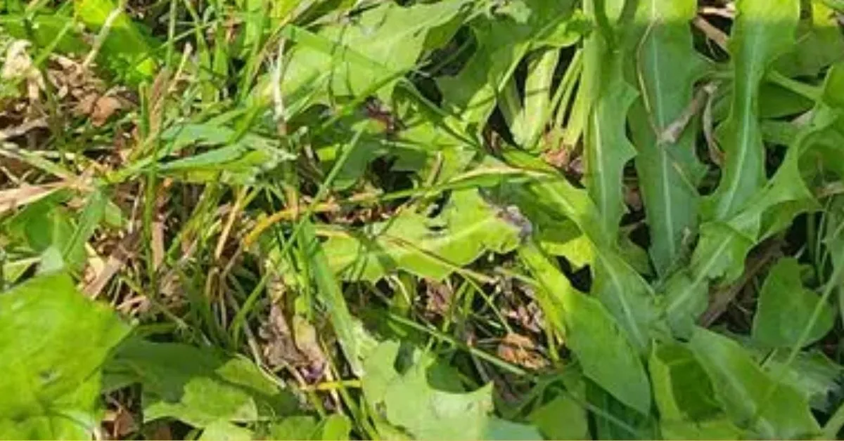 Find the Hidden Grasshopper in this Grass