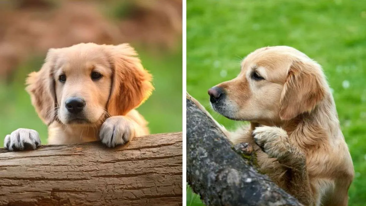 Can you spot the AI-generated image? Take this quiz now!