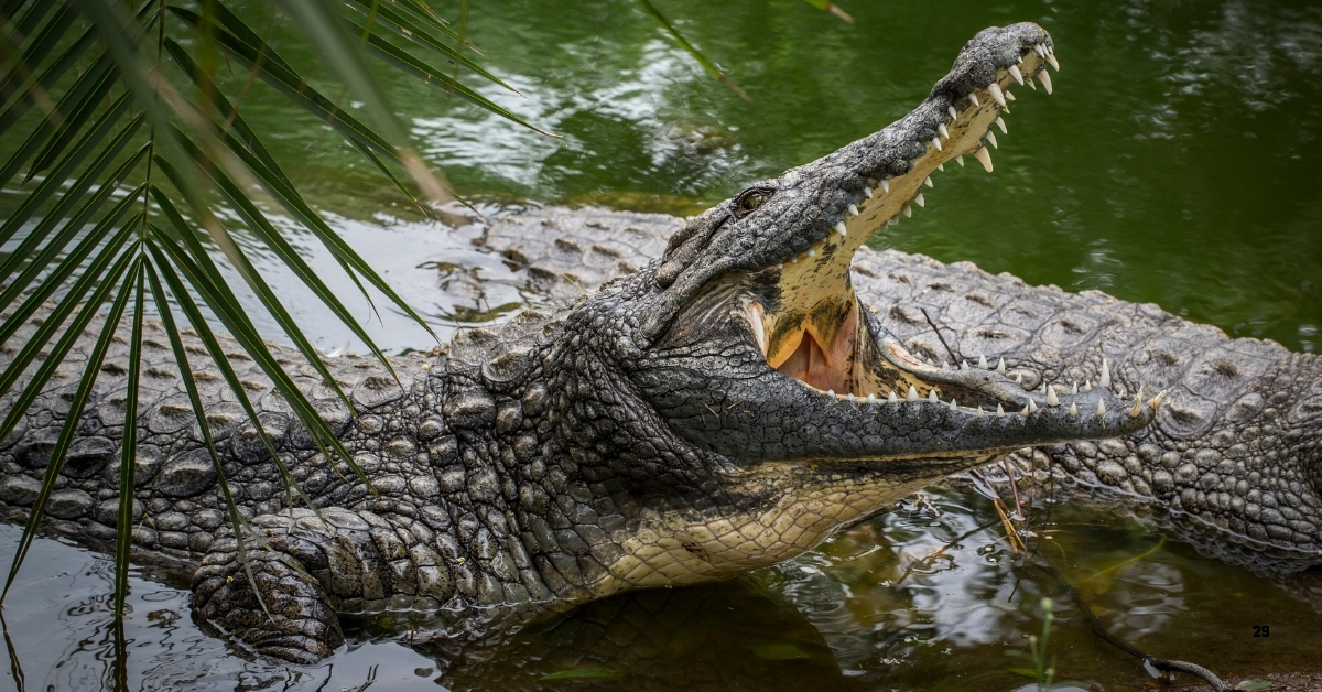 Which is the Largest Crocodile in the World?