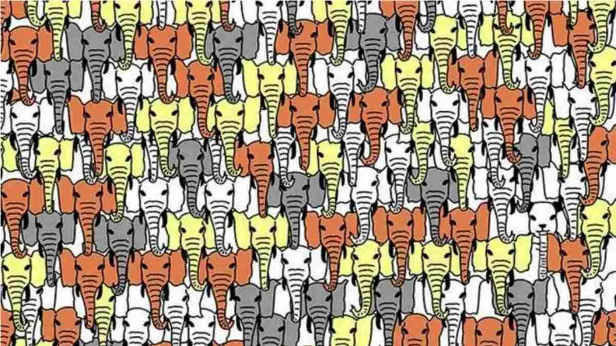 Spot a panda hidden among elephants.