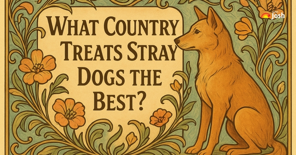 List of Countries that Care for Stray Dogs (Pet Animals)! Is India on the List? Check Here
