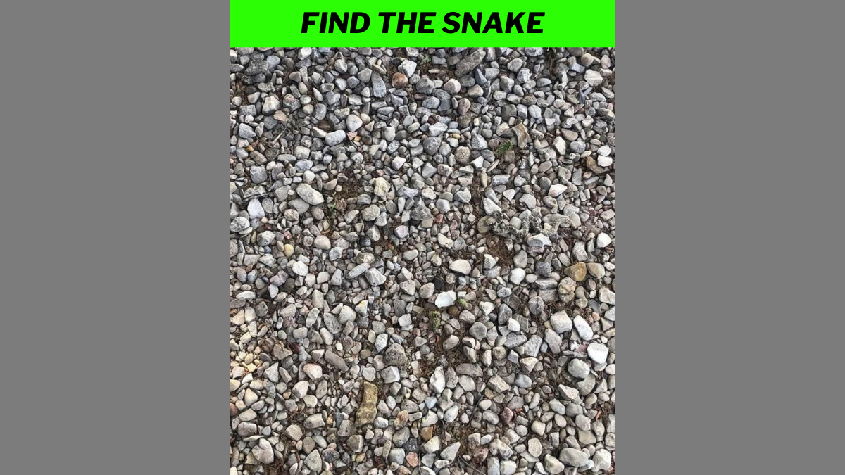 You have HD eyes and an IQ of 130+ if you can spot the snake in 4 seconds!