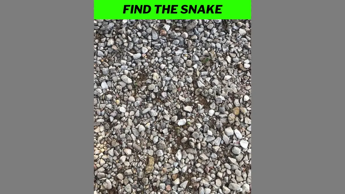 Find the hidden snake