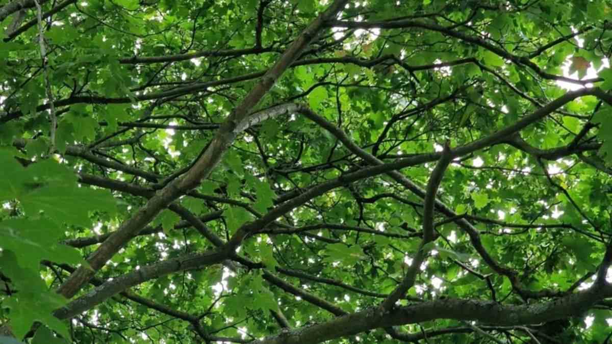 Can You Solve This Optical Illusion In The Blink of an Eye? Only 1% Superhumans Can Spot The Hidden Bird In 15 Seconds!
