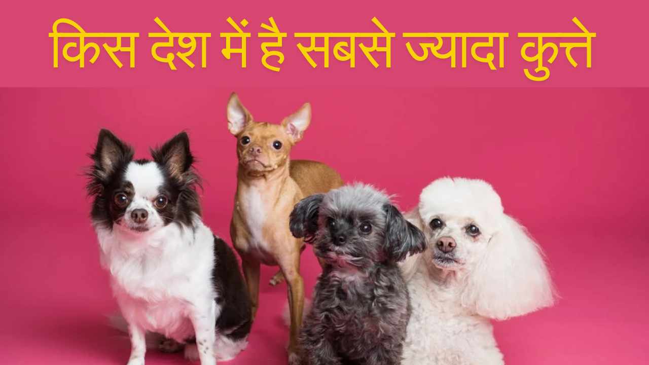 दुनिया के किस देश में हैं सबसे ज्यादा कुत्ते? भारत का नंबर जानकर हो जाएंगे हैरान
