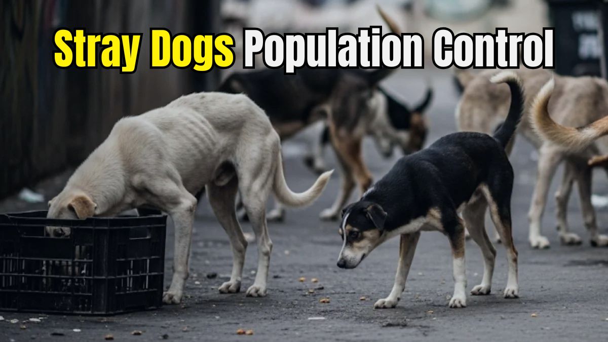 SC Ruling on Stray Dogs: What are the Rules on Street Dog Population Control in Different Countries?