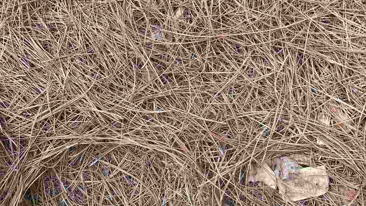 Use Your Sniper Eyes to Spot the Hidden Snake in this Optical Illusion Image in 11 Seconds!