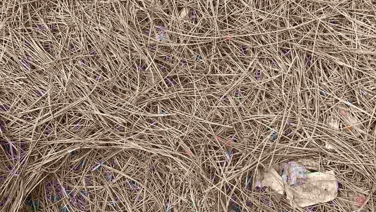 Spot the hidden snake.