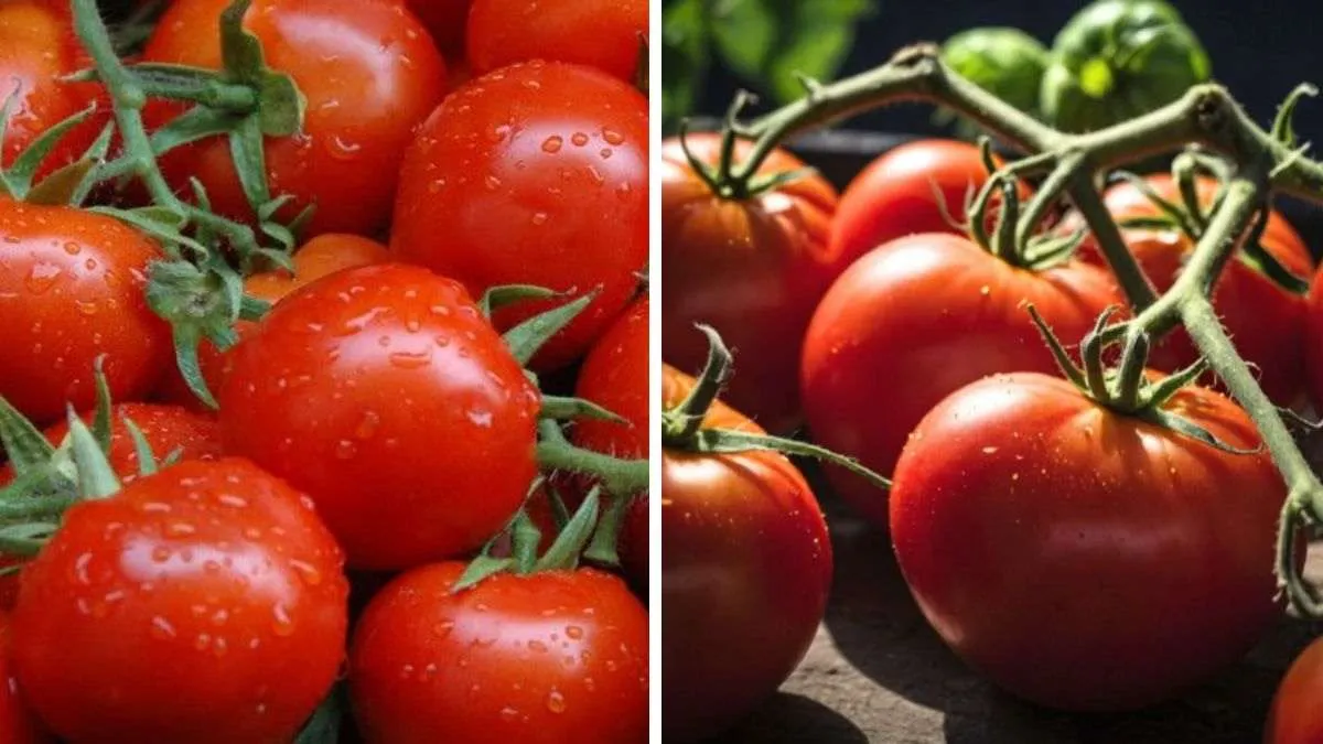 Which bunch of tomatoes is AI-generated?