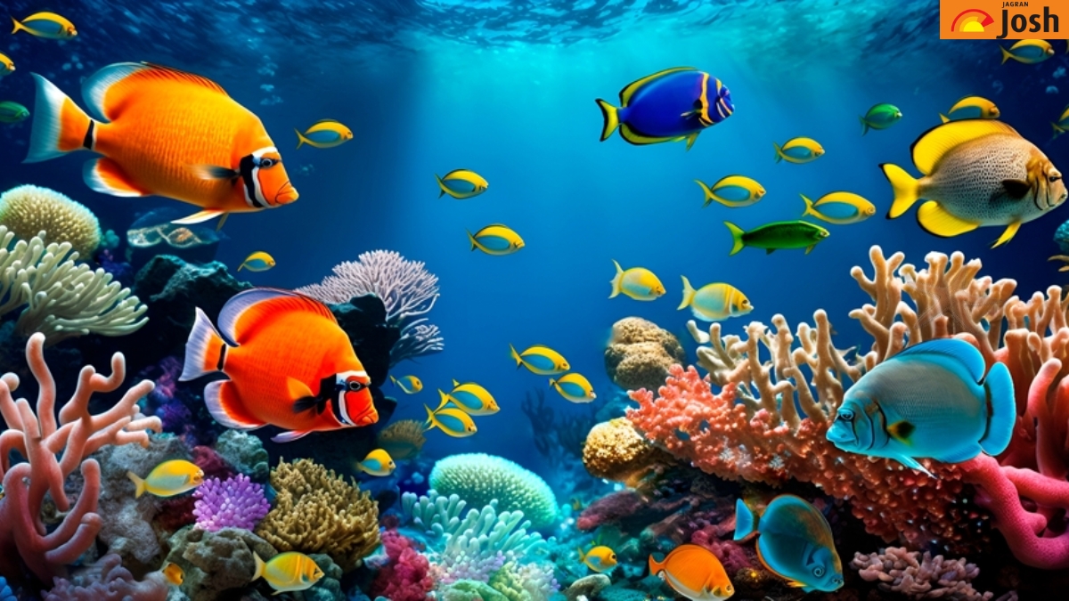 Using Your Hawk-Eye Vision with 20/20 EyeSight, Find The Hidden Star-Fish in the Marine Biodiversity Optical Illusion