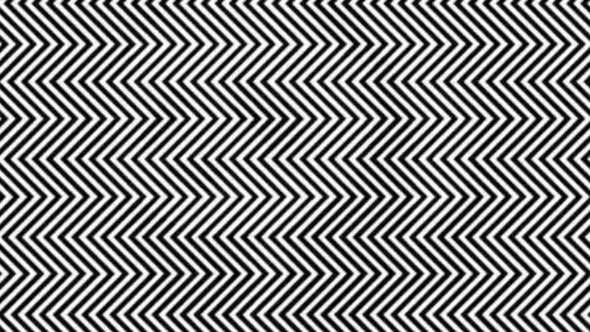Can you see the hidden animal?
