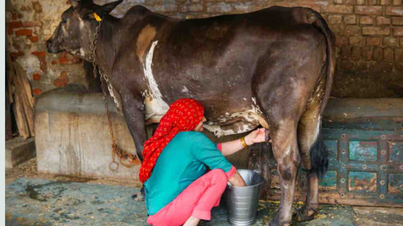 भारत का 'मिल्क पेल' किस राज्य को कहा जाता है?