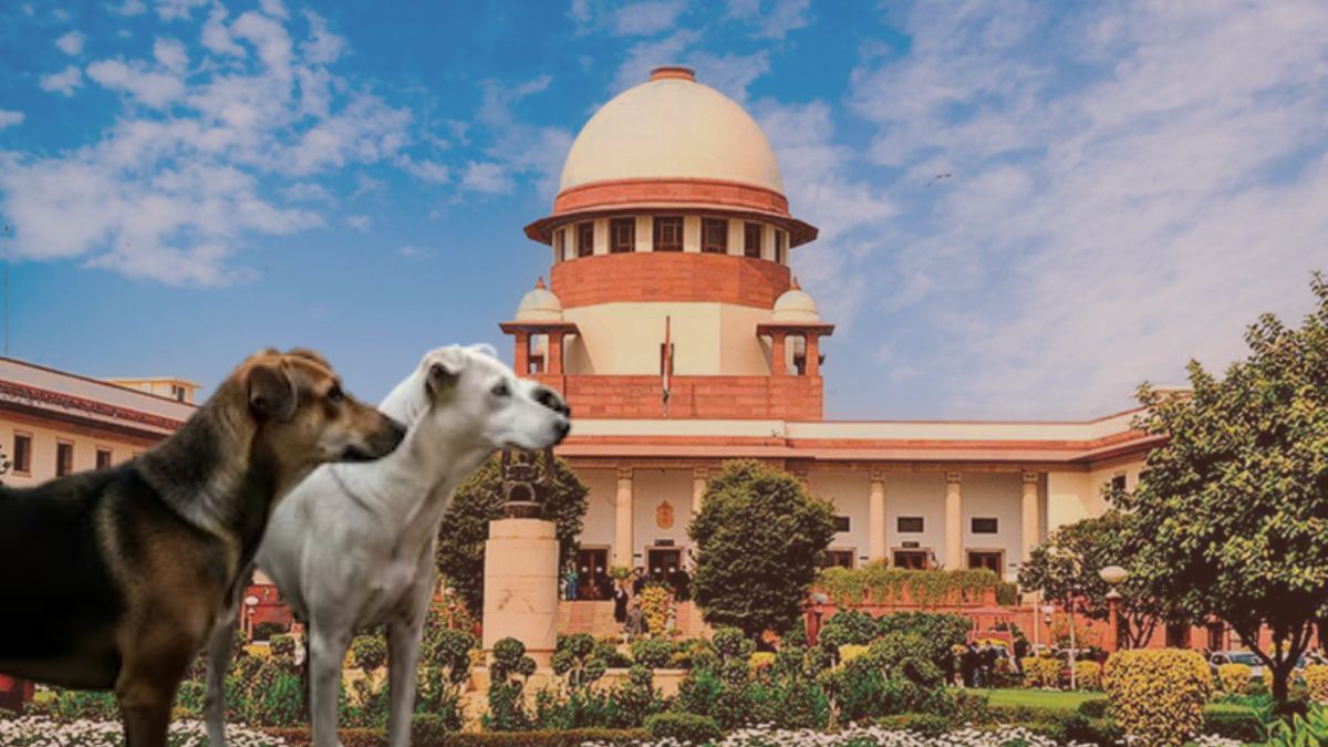 Supreme Court Order on Stray Dogs Revisited: Check the Key Highlights