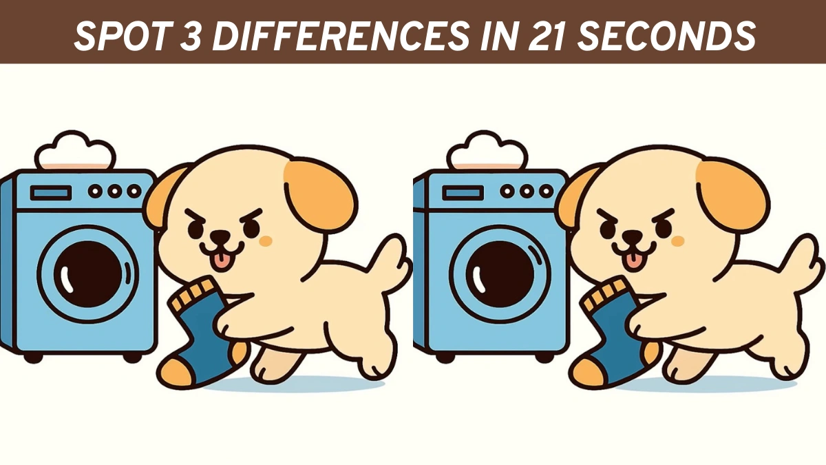 Spot 3 differences in pictures of a puppy playing with socks in 21 seconds!

