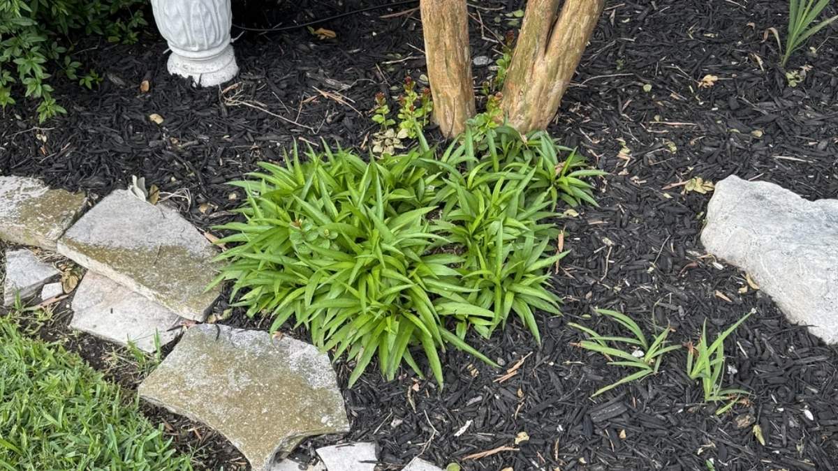 Using Your HD-Eye Vision with 20/20 Eye-Sight, Find the Hidden Snake in this Garden Optical Illusion