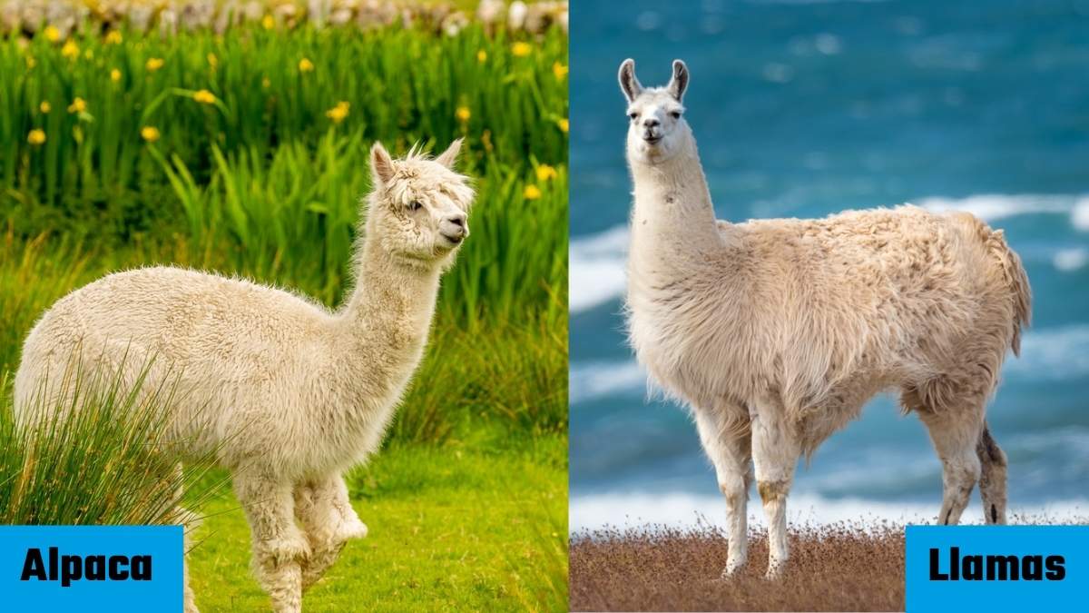Alpaca vs Llamas: Check Here all the Differences
