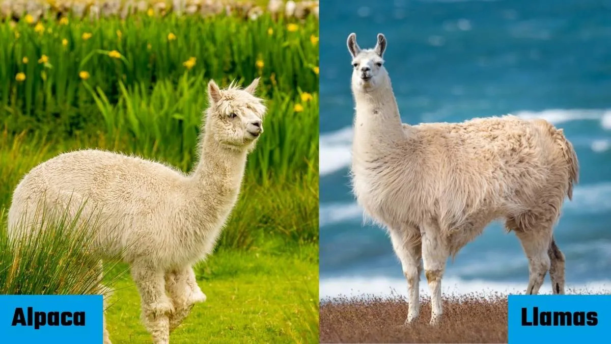Check Here all the Differences between Alpaca & Llamas