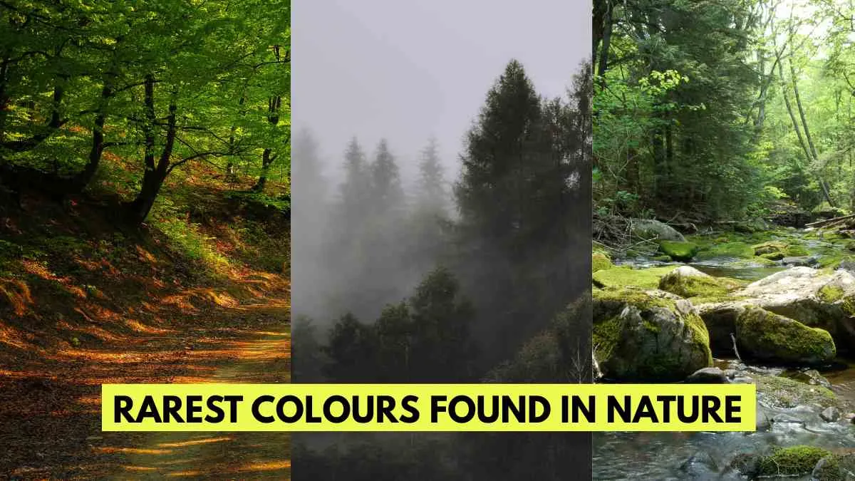 Rarest Colours Found in Nature