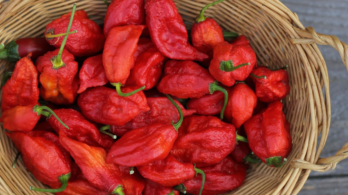 Which is India’s Hottest Chilli?