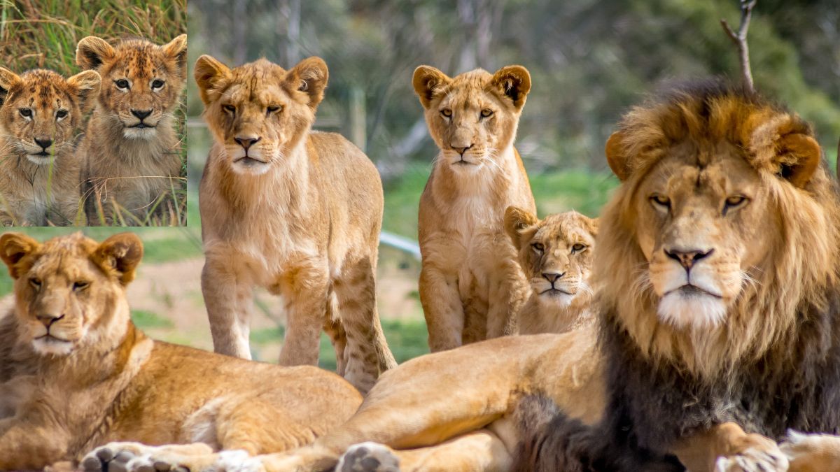 Which Country Has the Most Lions in the World?