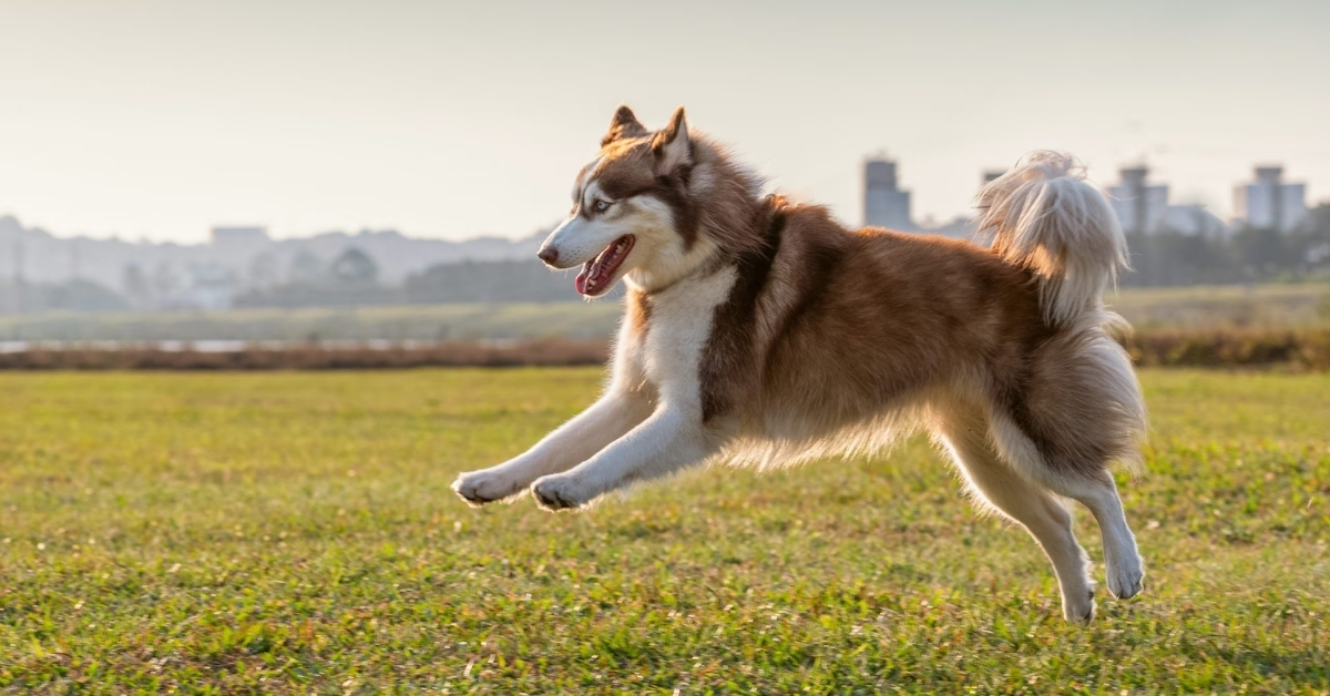 Which Dog Breed Has The Highest IQ? List Of The Top 10 Most Intelligent Dogs In The World