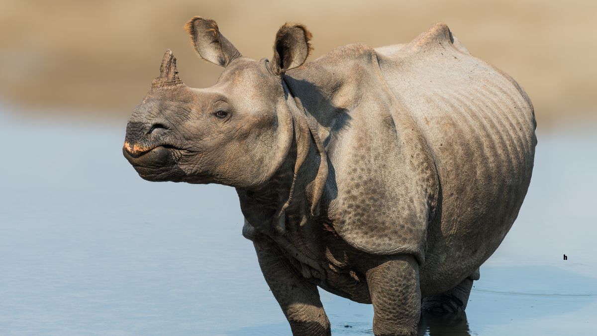 Which Country Has the Most One-Horned Rhinoceros?