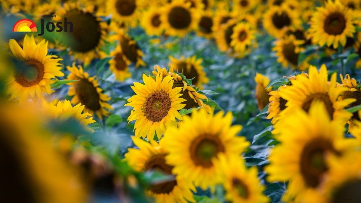 Which US State is Known as the 'Sunflower State'?
