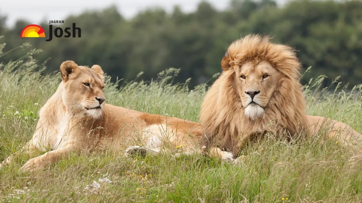 Scientific name of lion.