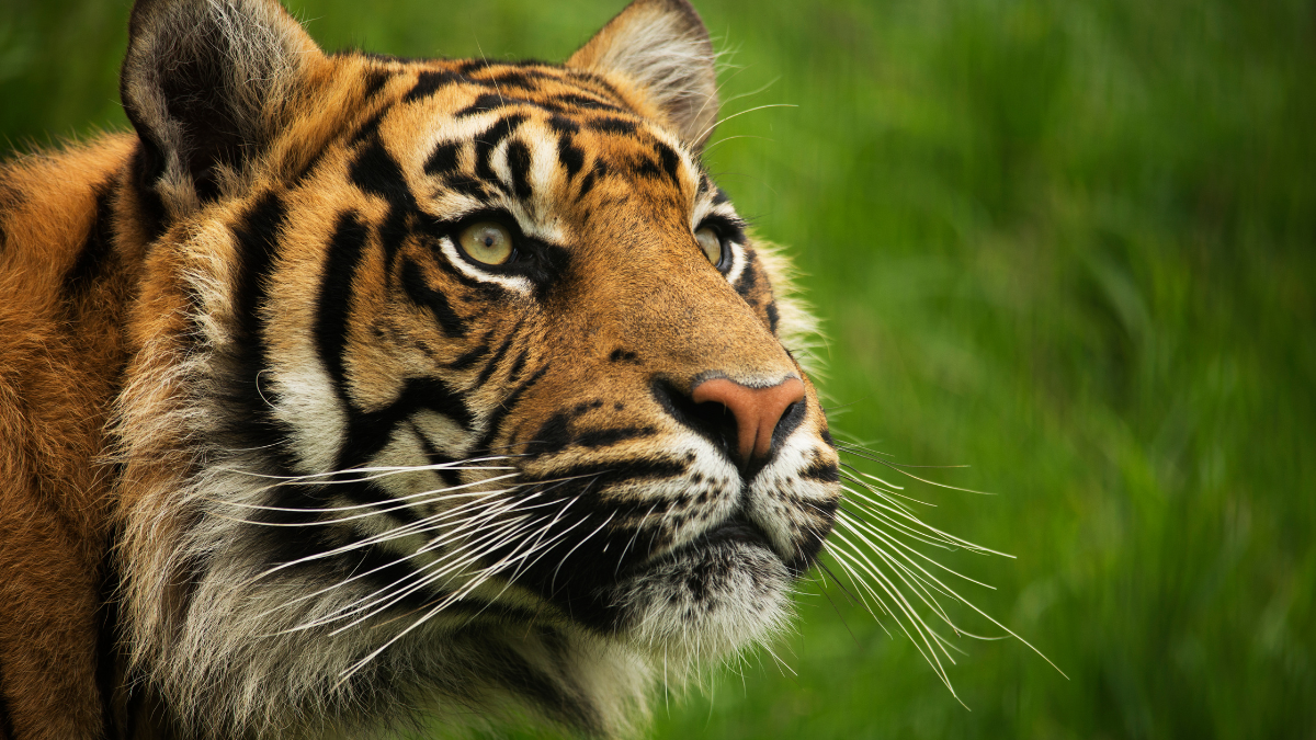 Nepal Joins India-led International Big Cat Alliance for Conservation