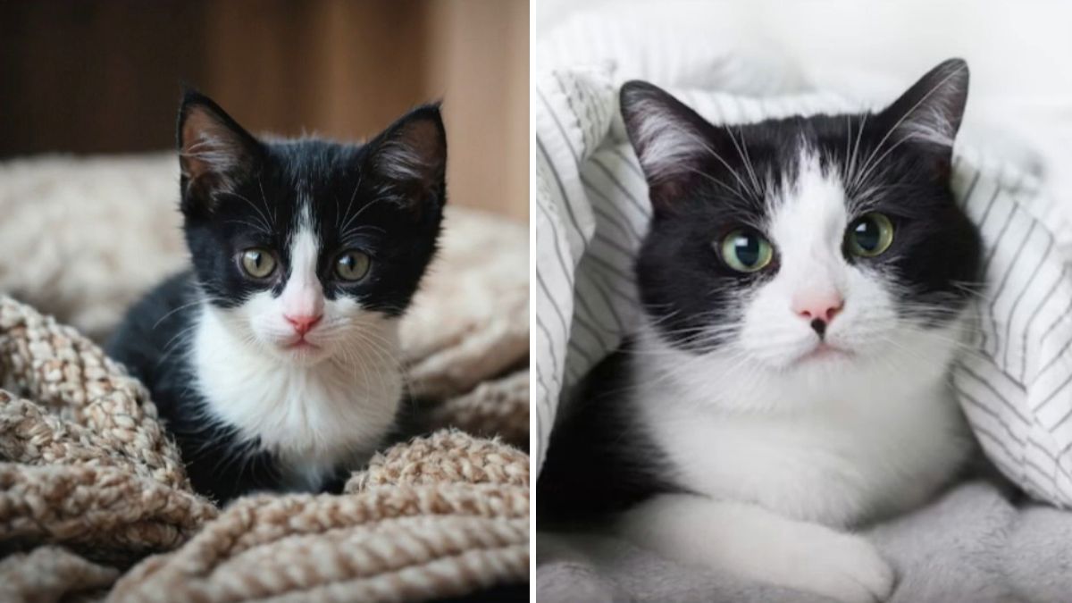 AI vs Real: If You Are As Intelligent As An AI Detector, Tell Which Cat Image Is Fake In 12 Seconds!
