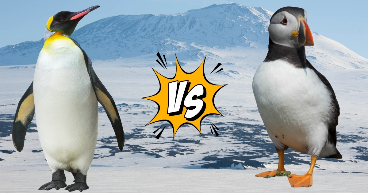 Are Puffins The Same As Penguins? What's The Difference? Check Here