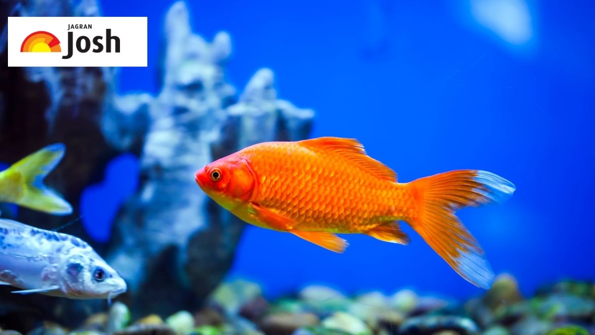 What is the Scientific Name of Fish? Check Their Types and Habitat
