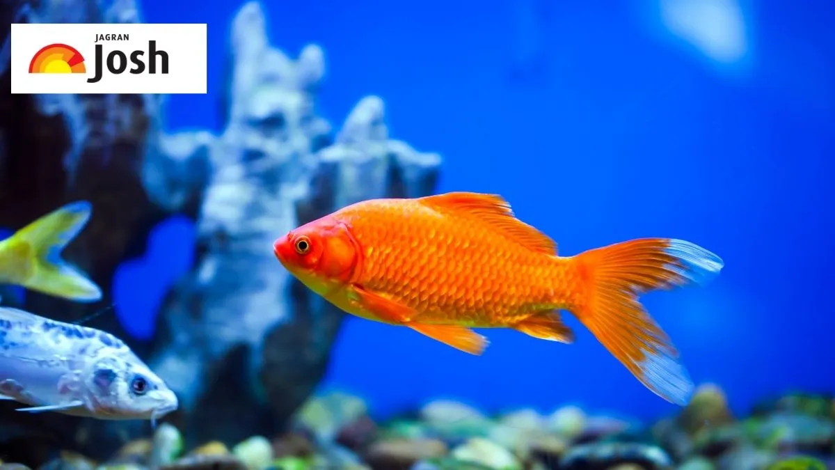 Scientific name of fish.