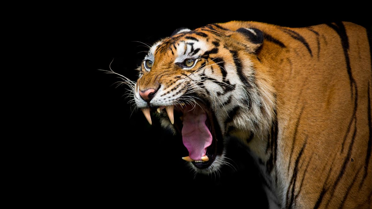 Which Country Has the Most Tigers in the World?