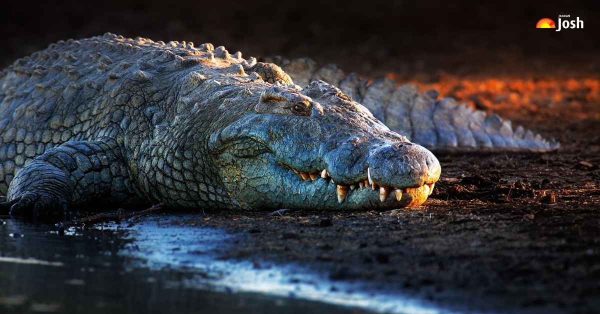 Which Animal Sleeps With One Eye Open And The Other Closed? List of Top 9; Check Here!