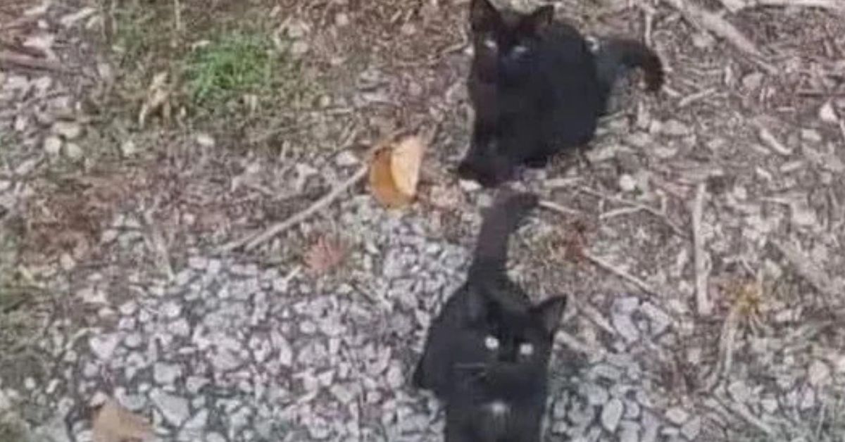Optical Illusion IQ Test: Do You Have the Sniper Vision and 151+ IQ Required to Spot the Fourth Cat?