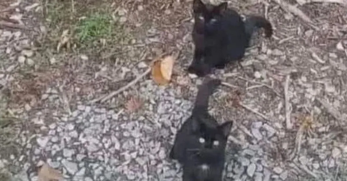 Find the Hidden Fourth Cat